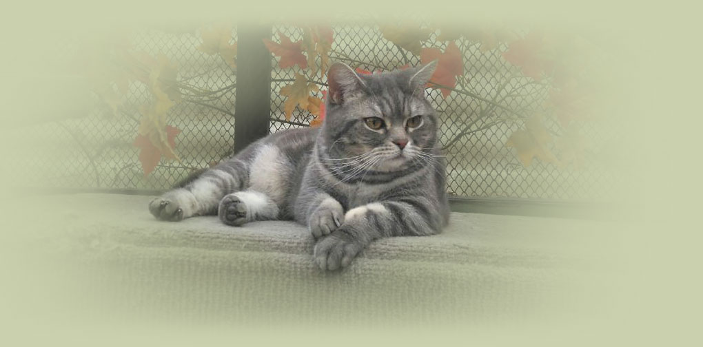 Grau getigerte Katze liegt entspannt auf einer hellen Oberfläche vor einem Drahtgitter mit herbstlich gefärbten Blättern.