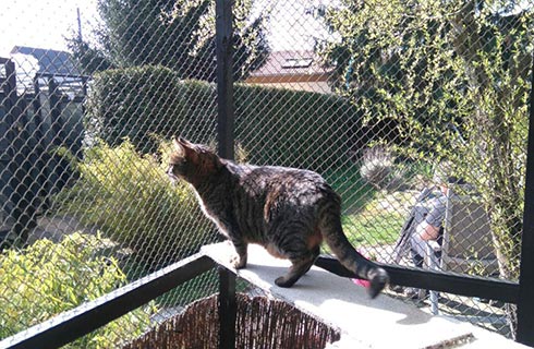 Getigerte Katze steht auf einem weißen Geländer vor einem Maschendrahtzaun, im Hintergrund der Garten des Katzen Hotel