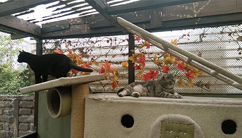 Zwei Katzen auf einem mehrstufigen Kletterhaus aus Sisal und Plüsch in einem eingezäunten Außenbereich der Katzen-Pension mit Holzdach und herbstlich gefärbten Blättern.