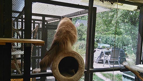 Katze mit langem Fell sitzt auf einem runden Kratzbaum vor einem großen Gitterfenster mit Blick auf eine grüne Außenanlage der Katzen Pension.