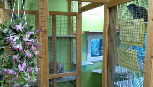Innenraum einer Katzenpension mit Holzkäfigen, grünen Wänden und einer hängenden Pflanze mit rosa Blüten.
