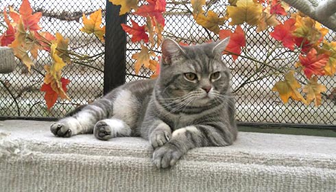 Grau getigerte Katze liegt entspannt auf einer gepolsterten Fläche vor einem Drahtzaun mit herbstlich gefärbten Ahornblättern.